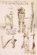 Anatomical studies of the basin of the Steibeins and the lower Gliedmaben of a woman and study of the rotation of the arms, LEONARDO da Vinci